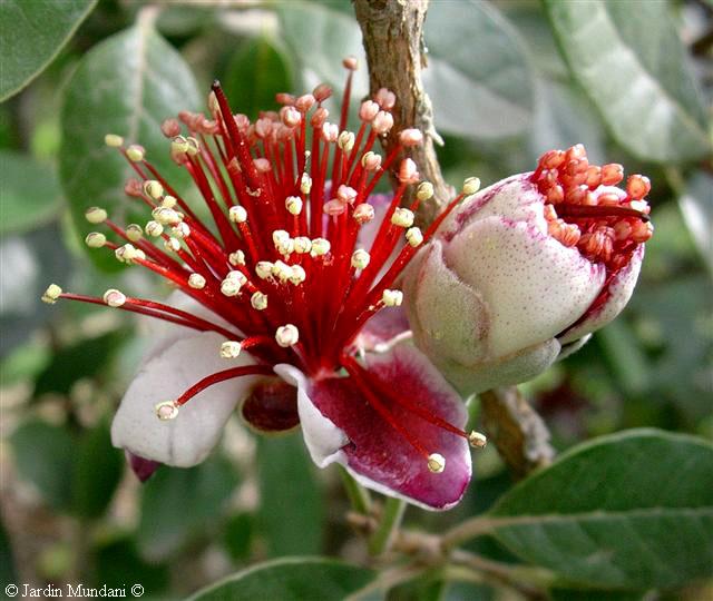 UUNA FLOR NO FA ESTIU