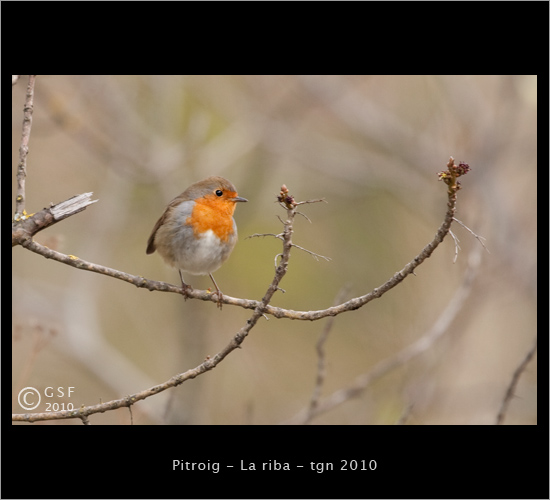 Pitroig, petirrojo, rouge-gorge, la riba, tarragona, 2010, genoveva seydoux, gseydoux, www.gseydoux.net, ucells, p&aacute;jaros, birds