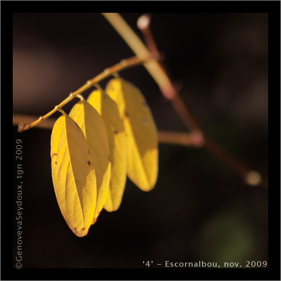 A costat del Monestir d'Escornalbou... '4' fulles al&middot;lineades&copy; Genoveva Seydoux, http://www.gseydoux.net
