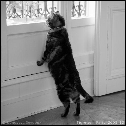 Tigrette, gseydoux, genoveva seydoux, paris, francia, gata, gat