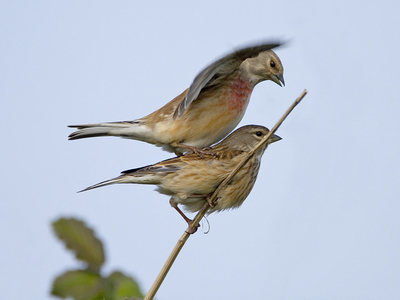 Esto se denomina la pisa