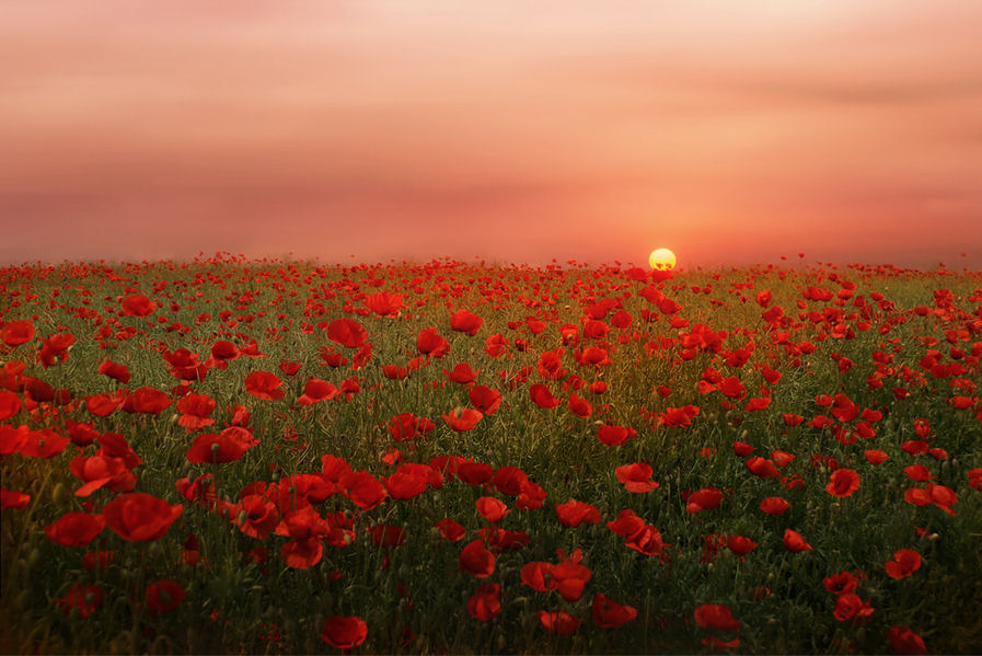 flores-al-amanecer-poppies-at-sunset-by- Albena-Markova1_zpsmrroreeb