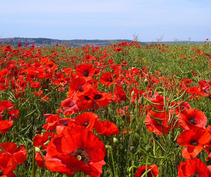 papaver-rhoeas-57474_960_720