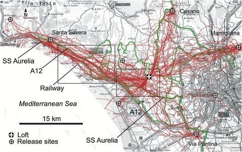 palomas_siguen_carreteras1.jpg, 195 KB