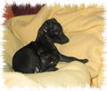 Cachorro