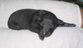 machito durmiendo